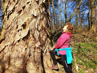 Acer pseudoplatanus - javor horský - textura borky (porost u Ústí nad Orlicí 2021)